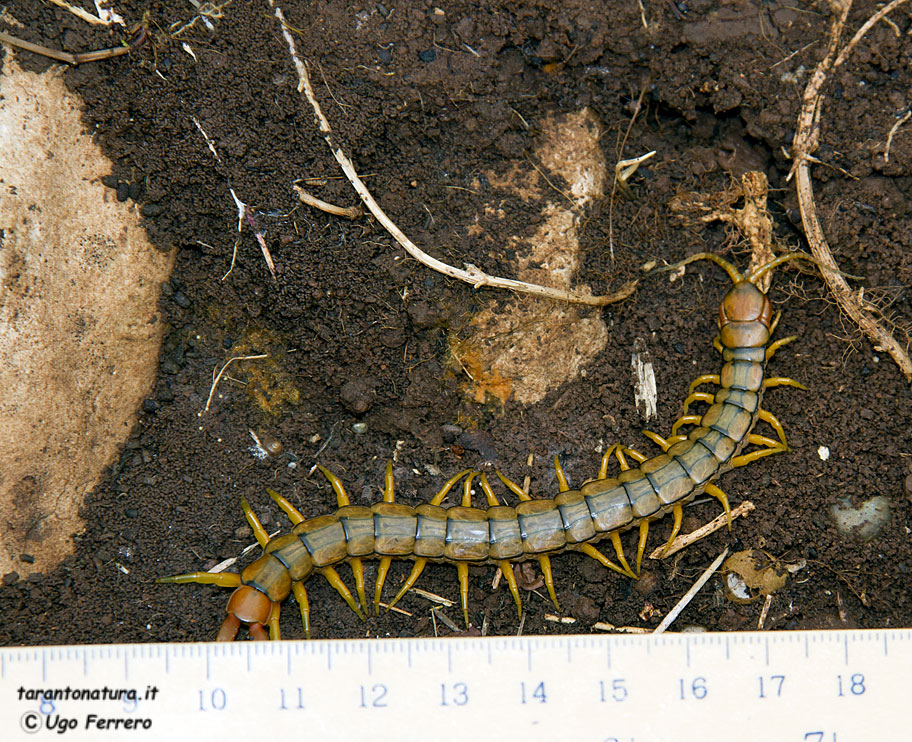 Di quale scolopendra si tratta ?
